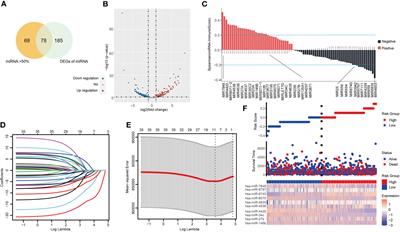 Identification of Prognostic miRNAs Associated With Immune Cell Tumor Infiltration Predictive of Clinical Outcomes in Patients With Non-Small Cell Lung Cancer